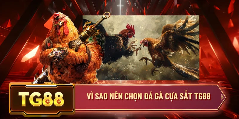 Vì Sao Nên Chọn Đá Gà Cựa Sắt TG88